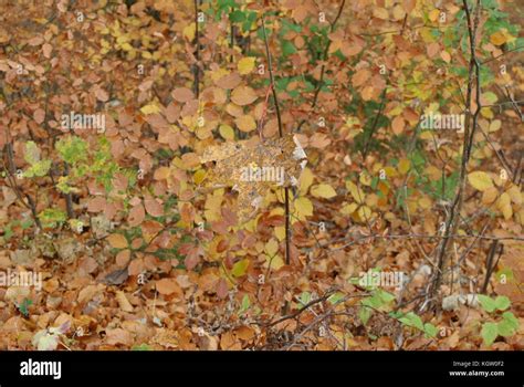 Discover The Hidden Magic Of Colors Of Autumn Before It S Gone Forever news