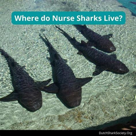 Nurse Shark Facts & Information Guide