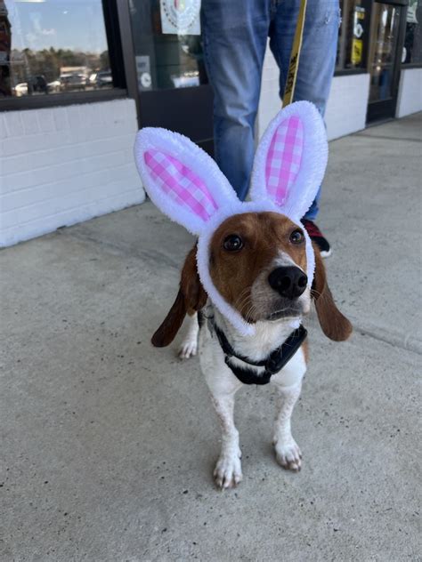 Beagle Facts On Twitter RT TriBeagles Adoptable Beagle Of The Day