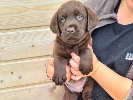 3 chiots Labradors femelles LOF chocolat à réserver Petite Annonce chien