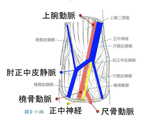 コレクション 上腕静脈 251777 上腕静脈 穿刺