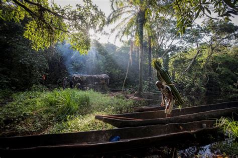 To Save The Congo Basin Rainforest End The Conflict In The Drc