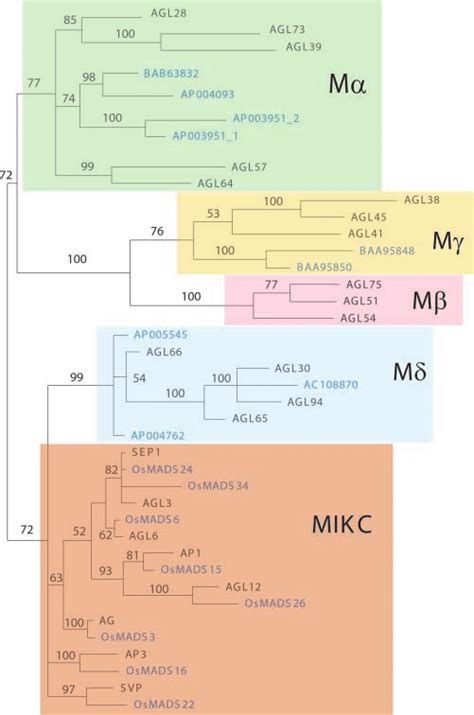 Relationships Between Arabidopsis And Rice Mads Box Proteins