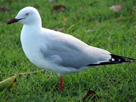 Native Animal Photography: Silver Gull Chroicocephalus novaehollandiae