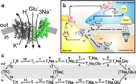 Excitatory Amino Acid Transporter Eaat Stoichiometry A And