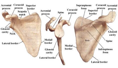 Scapula Infraspinous Fossa