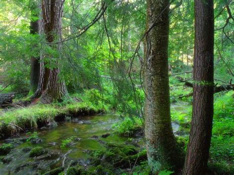 Bakgrundsbilder Tr D Natur Skog Vildmark Gren Vandring Sp R