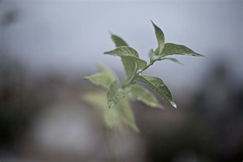 Kostenlose Foto Baum Wasser Natur Ast Tr Pfchen Tau Wachstum