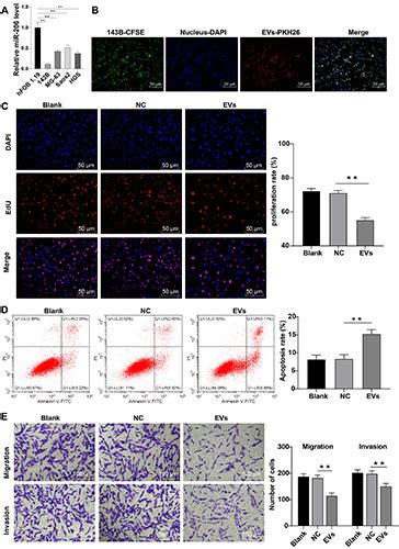 Human Os Cell Line B Atcc Bioz