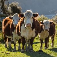 About Miniature Herefords | Australian Miniature Hereford Breeders Network