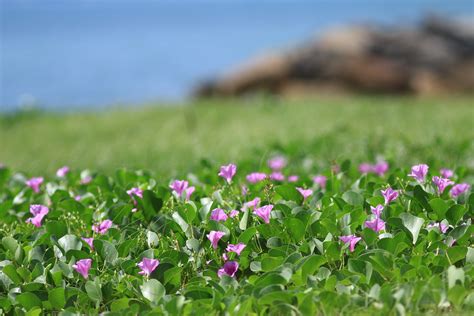 Free Images Sea Nature Blossom Field Lawn Meadow Prairie