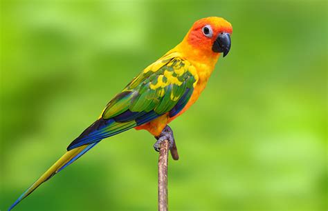 Conures: Facts, List of Types & Care as Pets | Singing-Wings-Aviary.com