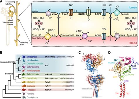 Evolution Of Epithelial Sodium Channels Current Concepts And