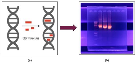 The Stain That Is Used To View The Bands Of DNA Molecules On Agarose Gel Is