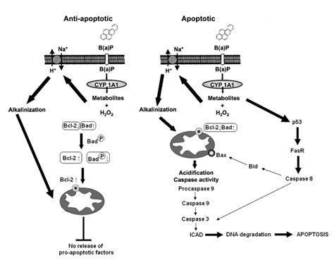 2. Apoptotic and anti-apoptotic pathways triggered by B[a]P (adapted ...