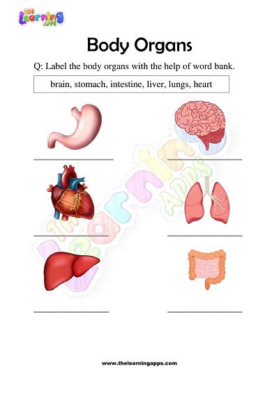 Download Free Printable Body Organs Worksheets For Grade 3