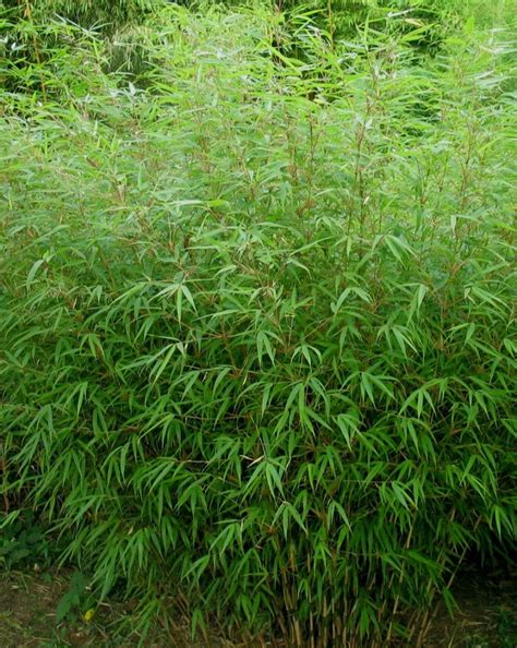 25 Seeds Of Fargesia Guinzhou Red Bamboo Red Bamboo Non Invasive Garden Outdoor And Gardening