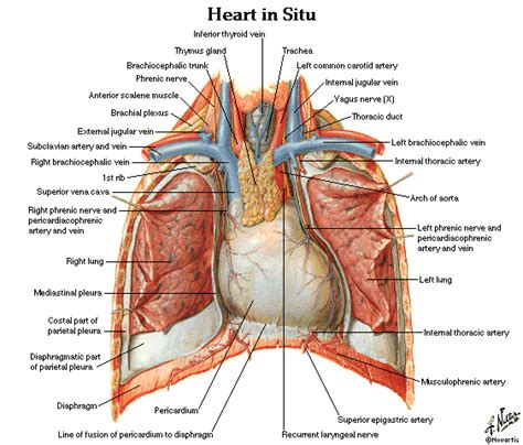 Dentistry and Medicine: Heart Anatomy and Physiology Diagrams free Download