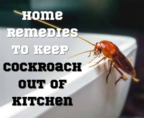 how to keep cockroaches away 12