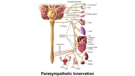 6 Vagus Nerve Exercises To Boost Well Being Includes Yoga Video