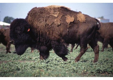 Photo American Bison Free Printable Photos Img 7761