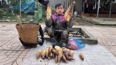 Orphan Boy Harvests Bitter Bamboo Shoots At The Beginning Of The Season