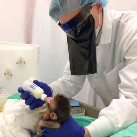 Baby Monkeys’ Eyes Sewn Shut by Harvard Experimenter | PETA