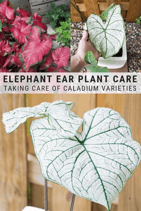 Elephant Ear Varieties - Garden Plantation