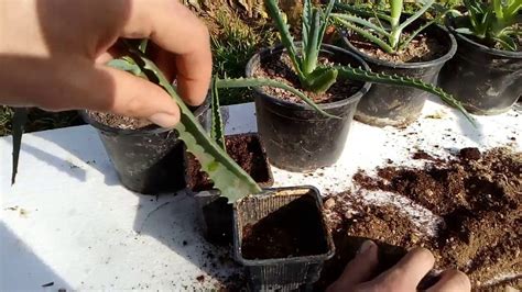 How To Grow Aloe Vera From Single Leaf 100 Root Grow Aloe Vera How