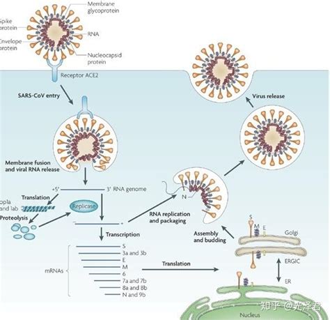 病毒学基础冠状病毒 CoV 在宿主细胞中的复制周期 知乎