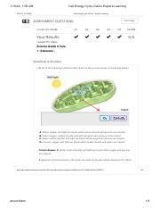 Cell Energy Cycle Gizmo Understanding Photosynthesis And Course Hero