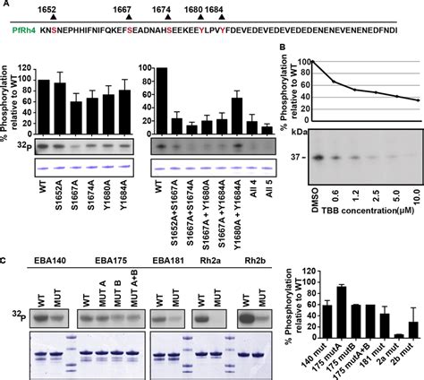 Identification Of Putative Phosphosites And Parasite Kinase Involved In