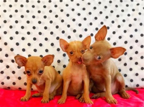 Russian Toy Terrier Puppies For Sale | Brooklyn, NY #305355