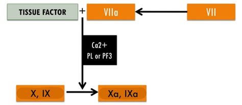 Hema 2 Lecture 5 3 Coagulation Pathways Flashcards Quizlet