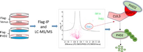 Label Free Interactome Analysis Revealed An Essential Role Of CUL3