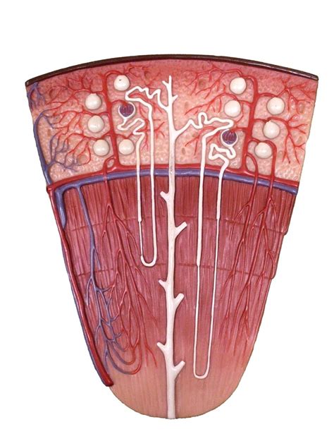 renal lobe Diagram | Quizlet