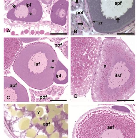 Ovarian Morphology Of A Bimaculatus Showing Follicular Atresia In The