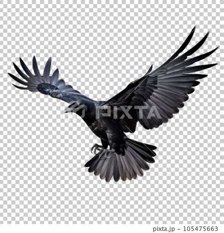 Flying Black Crow Isolated Pixta