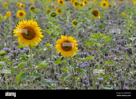 sunflower helianthus annuus   field sunflower stock photo alamy