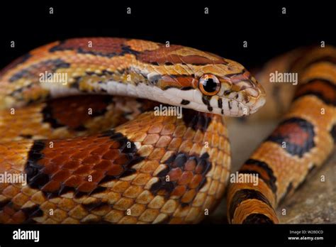 Red Corn Snake Pantherophis Guttatus Stock Photo Alamy