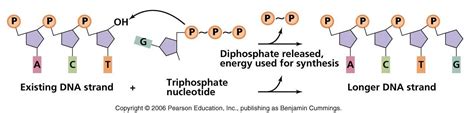 biochemistry - Chemistry of phosphodiester bond formation by DNA ...