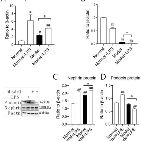 Protein And Mrna Expression Of Nephrin And Podocin In Renal Cortex