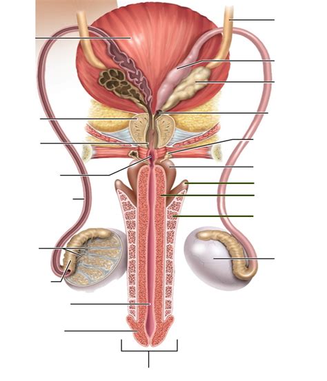 Male Reproductive Diagram Quizlet