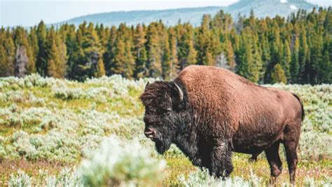 300+ Catchy Bison Names For Your Strong Pet 2024