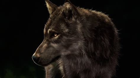 Wolf digital painting wallpaper - backiee