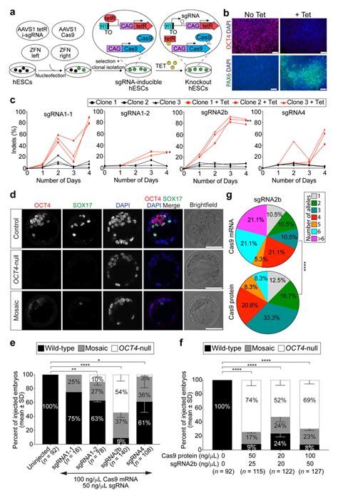 Screening SgRNAs Targeting OCT4 In Optimized Inducible CRISPR Cas9