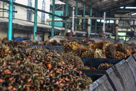 Desa Kelekat Bakal Punya Pabrik Minyak Makan Merah Focuskaltim