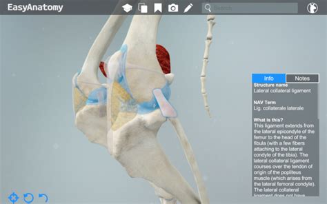 Anatomy Of The Canine Knee Easyanatomy