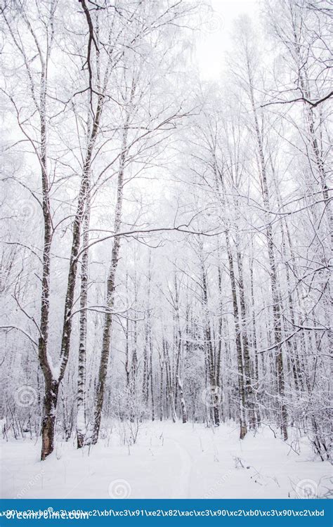 Arboleda Del Abedul En El Invierno En La Nieve Rboles Blancos Rboles