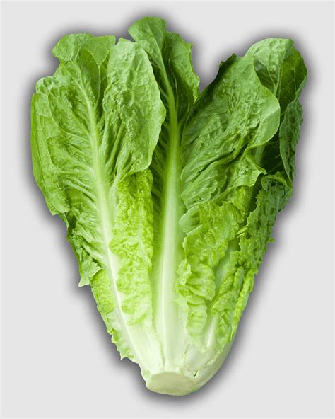 Leaf Lettuce Lactuca Celtuce Red Leaf Lettuce Endive Iceberg